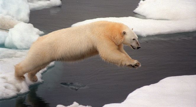 Rosja jak niedźwiedź polarny. Bierze Północ w posiadanie [analiza]