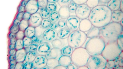 Komórki pod mikroskopem