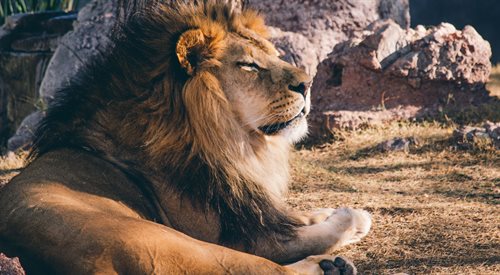 Tak jak wiele afrykańskich zwierząt, lew, król puszczy, jest coraz częściej skazany na życie w rezerwacie