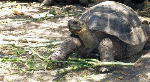 Żółw olbrzymi w parku narodowym na Galapagos