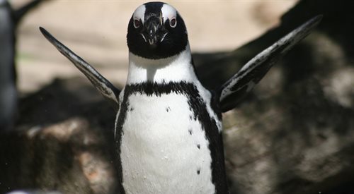 Okazuje się, że pingwiny znakomicie przystosowują się nawet do nietypowych dla nich warunków.