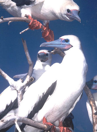Ptaki Sula Sula występujące na Wyspie Bożego Narodzenia. Wikimedia Common/dp. Źr.: U.S. Fish and Wildlife Service