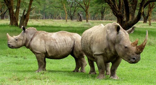 Na świecie zostały już tylko cztery nosorożce białe. Za jego róg można uzyskać tysiące dolarów...