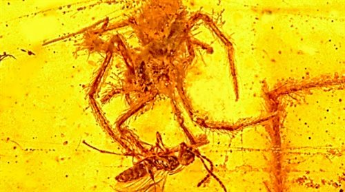Atak pająka sprzed 100 mln lat uwieczniony w bursztynie