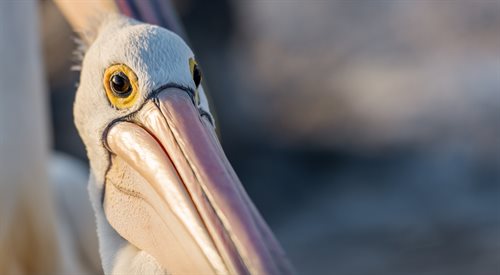 Czemu pelikan śledził dyrektora warszawskiego Zoo?