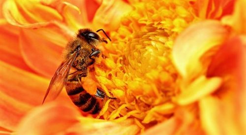 W Warszawie budują rój sztucznych pszczół