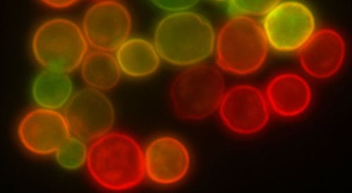 drożdże w obiektywie mikroskopu fluorescencyjnego