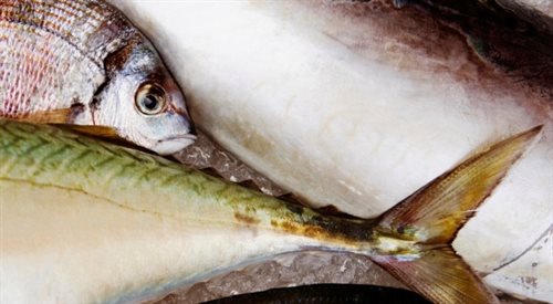 Jedz ryby niezagrożone wyginięciem 