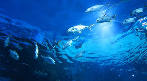 Zrównoważone rybołówstwo, co to oznacza i dlaczego warto poznać ten termin?
