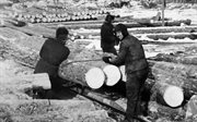 Więźniowie pracują przy wyrębie lasu. Okolice Irkucka na Syberii, 1955