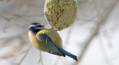 Niewielki procent populacji ptaków nie poradzi sobie samemu ze zbieraniem zimą pokarmu