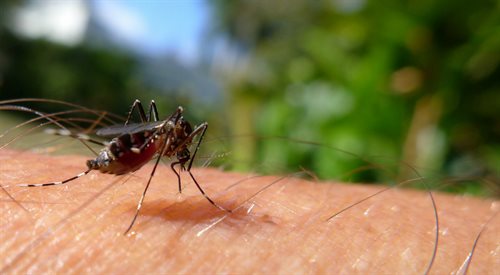  Letnie zagrożenia (komary, kleszcze, osy, meszki)