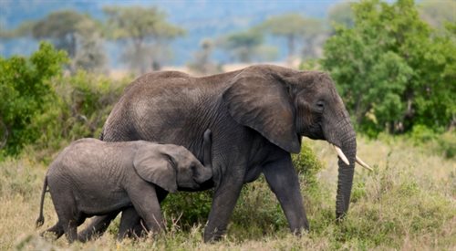  Afrykańska Love Story. Niezwykła Daphne Sheldrick o miłości, życiu i słoniach 
