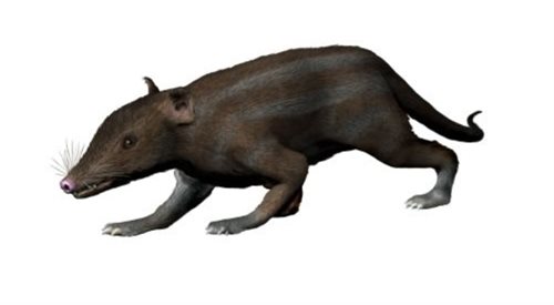 Wymarły ssak juramaia sinensis. Podobnie wyglądał hipotetyczny pierwszy ssak łożyskowy.
