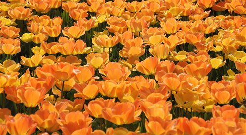 Uprawa tulipanów
