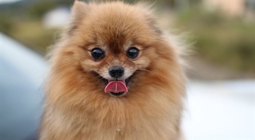 Pomeranian to jeden z najmniejszych psów świata, rasę tę upodobała sobie Paris Hilton