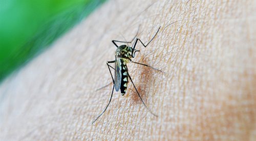 Malaria przenoszona jest przez komary