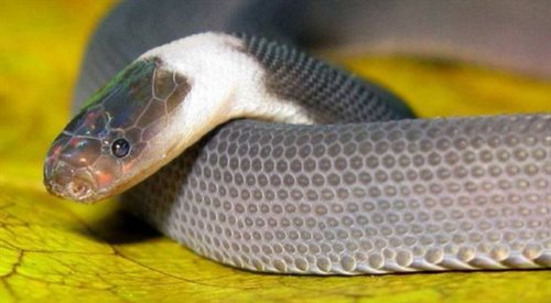 Tęczowy wąż