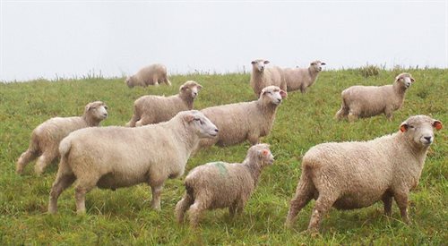 Owce przeciwpowodziowe, czyli powrót baców