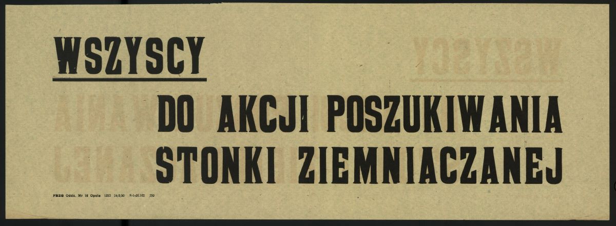 W maju 1950 roku Polskę nawiedziła plaga stonki ziemniaczanej. Komunistyczne władze przyczyn szukały w Amerykanach, którzy rzekomo mieli "zrzucić kapitalistycznego szkodnika na socjalistyczne pola ziemniaków". Źródło: Polona/Domena publiczna
