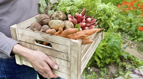Warzywa z własnego ogródka smakują najlepiej - przekonuje bloger Sebastian Kulis (zdj. ilustracyjne)