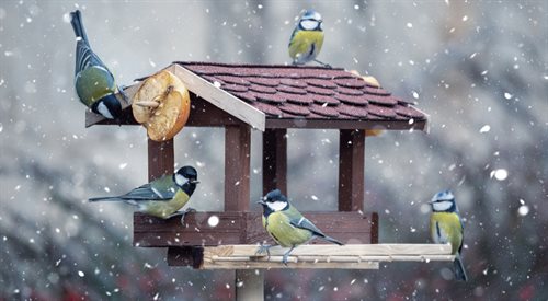 Zimą sikorki to stałe bywalczynie ptasich stołówek