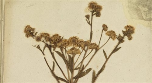Rysunek zioła z XVIII wiecznego Zielnika Helwinga