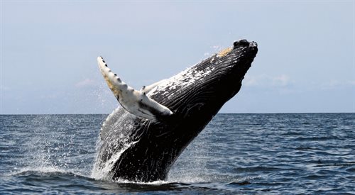 W kompozycji And God Created Great Whales Alan Hovhaness wykorzystał nagrane wcześniej śpiewy humbaków