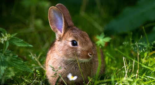 Wszystko co warto wiedzieć o królikach w w audycji Dzieciaki kochają zwierzaki