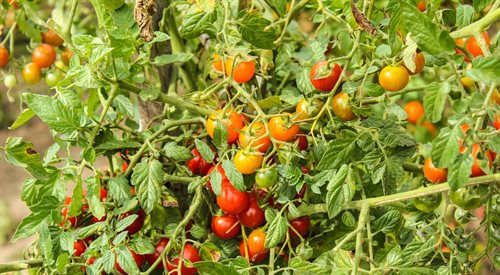 Pomidory świetnie nadają się do uprawiania na balkonie