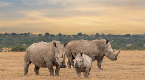 Jak opowiada Anna Olej-Kobus, według jednej z afrykańskich legend nosorożce jako jedyne zwierzęta znały sekret rozpalania ognia