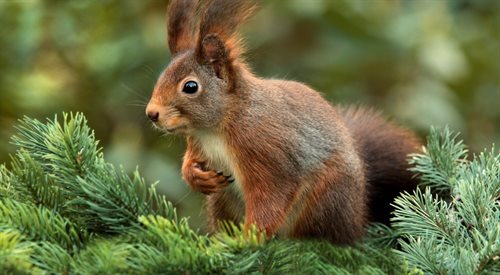 Wiewiórka - sympatyczna mieszkanka lasu