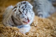 Jak podają pracownicy ogrodu, dotychczas w żadnym z ogrodów zoologicznych na świecie nie zdarzyły się tak fantastyczne narodziny białych tygrysów