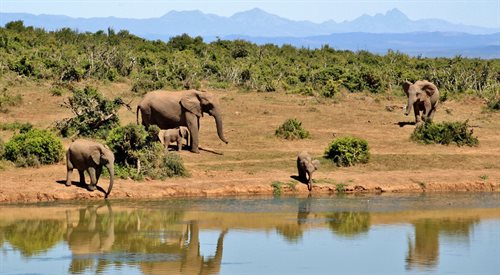 Rezerwat Shamwari mieści się na południu kraju, ma 25 tys. ha i jest w pełni ogrodzony. Mimo to problem kłusownictwa tam istnieje, a ofiarami bandytów padają nie tylko słonie.