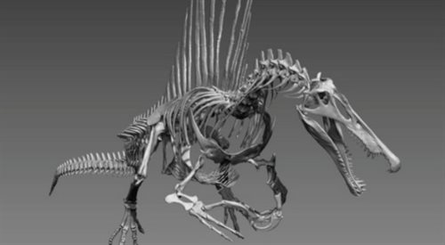 Spinosaurus był największym znanym drapieżnym dinozaurem