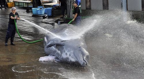 Martwy delfin, którego ciało myją rybacy przed patroszeniem