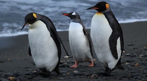 Seks pingwinów zgorszył naukowca