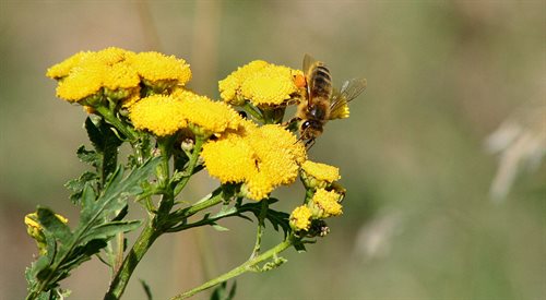 Miejskich pszczół nie trzeba się bać, bo pszczelarze dbają o to, by hodować łagodne odmiany