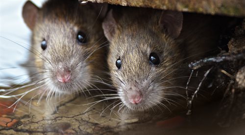 Co potrafią szczury i czego można je nauczyć?