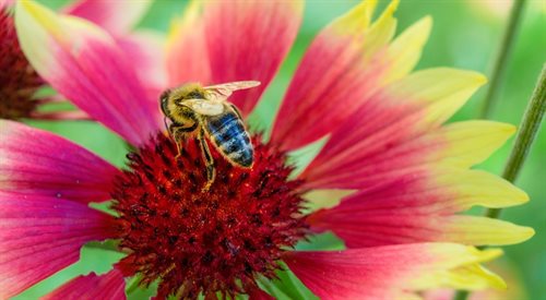 Bez pszczół znikną kwiaty, owoce, a nawet kawa