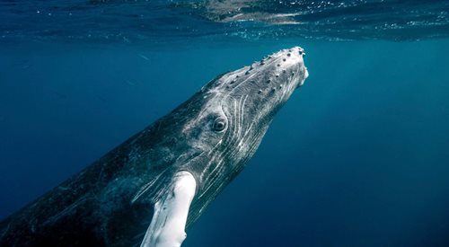 Mikołaj Golachowski opowiadał, że wieloryby potrafią porozumiewać się na odległość wielu tysięcy kilometrów i dożywać dwustu lat; na zdjęciu humbak