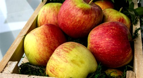 Producenci jabłek coraz bardziej odczuwają rosyjskie embargo