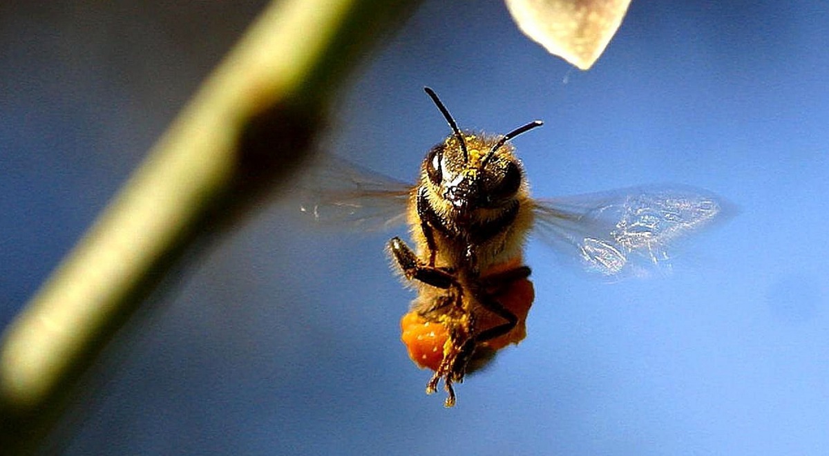 pszczoła owady 1200.jpg