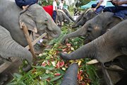 Światowy Dzień Słonia