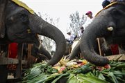 12 sierpnia obchodzimy Światowy Dzień Słonia