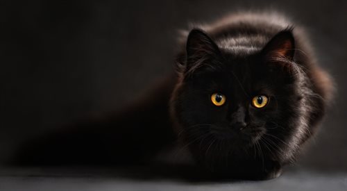 Oczy kota w rzeczywistości jedynie odbijają światło