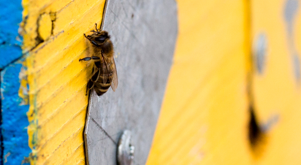 pszczoła pszczoły ule 1200.jpg