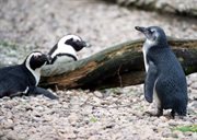 Pingwinek na wybiegu łódzkiego ogrodu zoologicznego