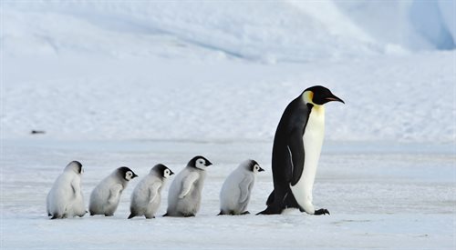 Pingwin cesarski z młodymi