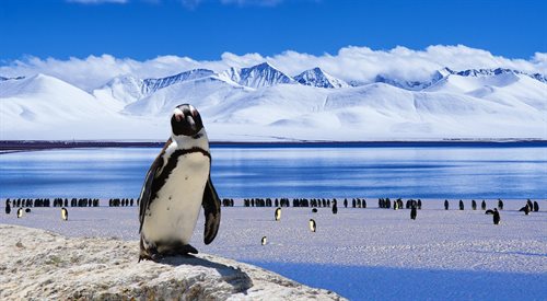 Pingwiny występują w okolicach bieguna południowego